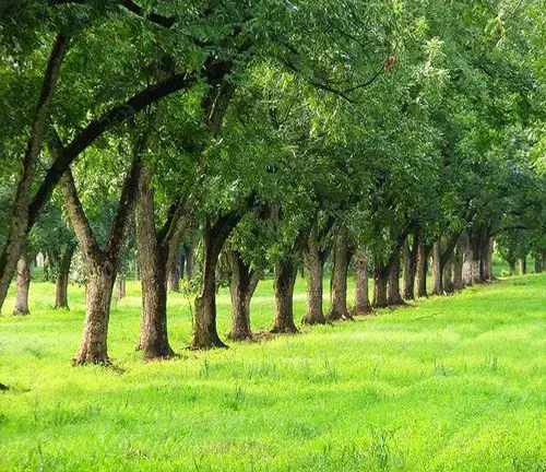 Stuart Pecan Tree