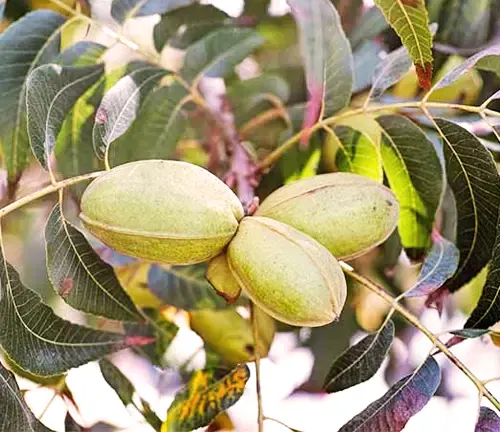 Stuart Pecan Tree