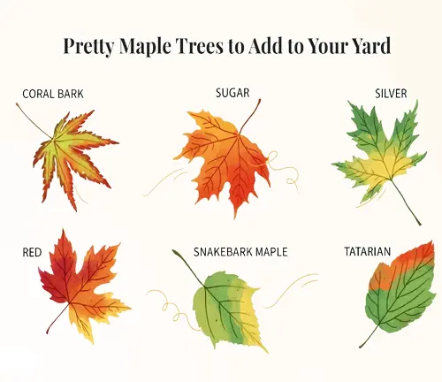 Sugar Maple Tree