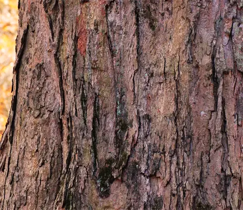 Sugar Maple Wood