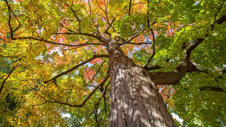 Sugar Maple Wood