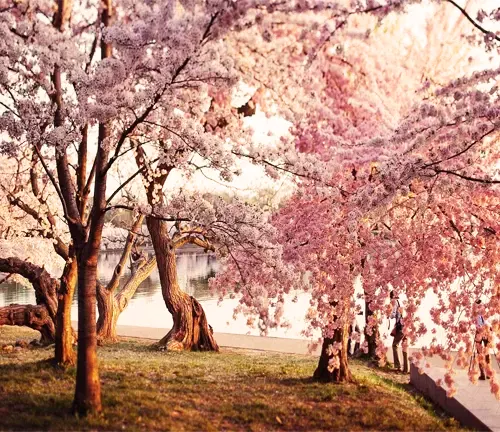 Sweet Cherry Tree