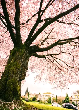 Sweet Cherry Tree