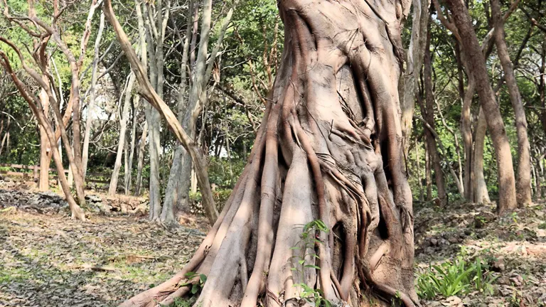 Thai Teak Wood