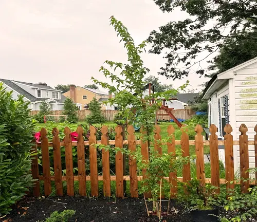 Trident Maple Wood