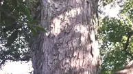 Trident Maple Wood