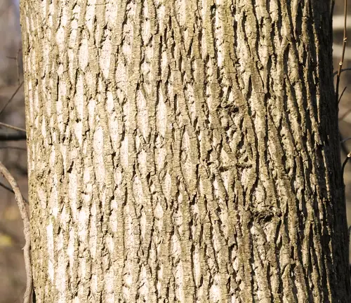 Yellow Poplar Tulipwood