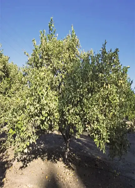 Variegated Pink Lemon Tree