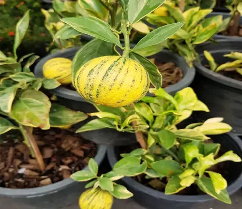 Variegated Pink Lemon Tree