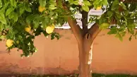Variegated Pink Lemon Tree