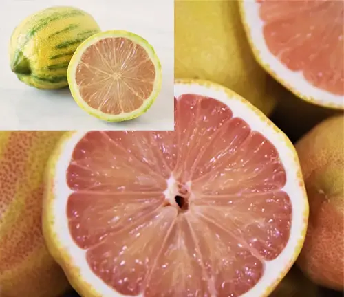 Variegated Pink Lemon Tree