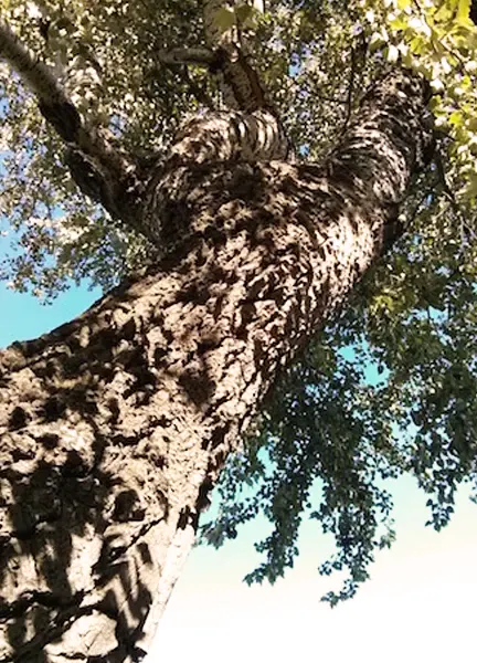 White Hybrid Poplar Wood