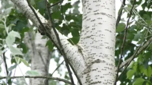 White-Hybrid-Poplar-Wood-Trees