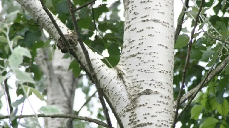 White Hybrid Poplar Wood