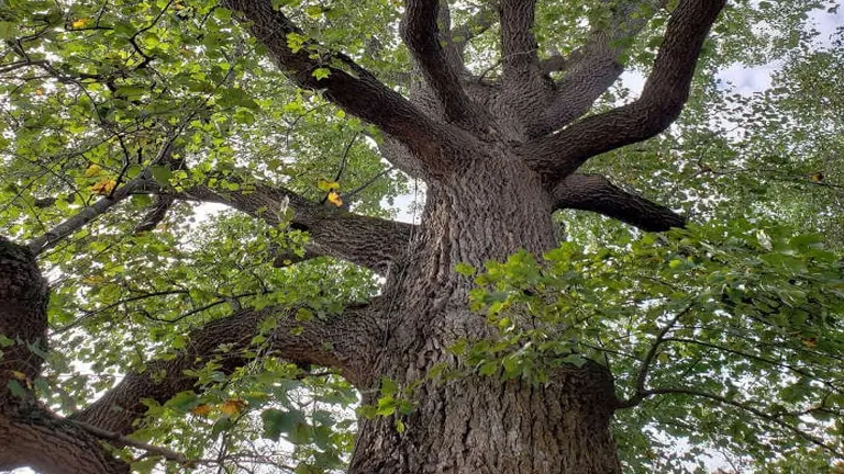 Yellow Poplar Tulipwood