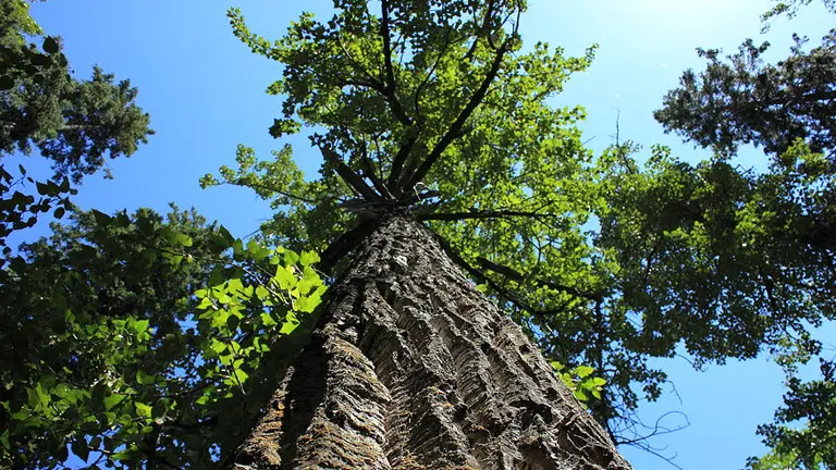 Balsam Poplar Wood