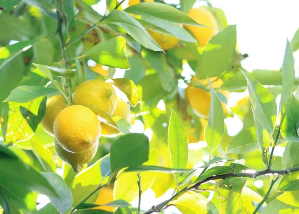 Variegated Pink Lemon Tree