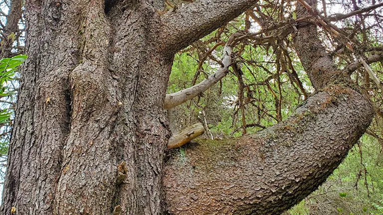 Lodgepole Pine Wood