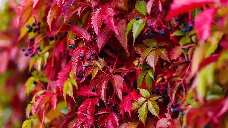 Virginia Creeper