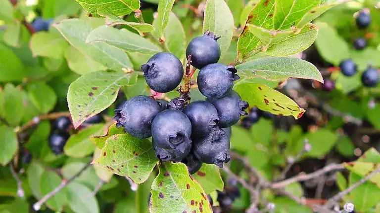 Low Bush Blueberry