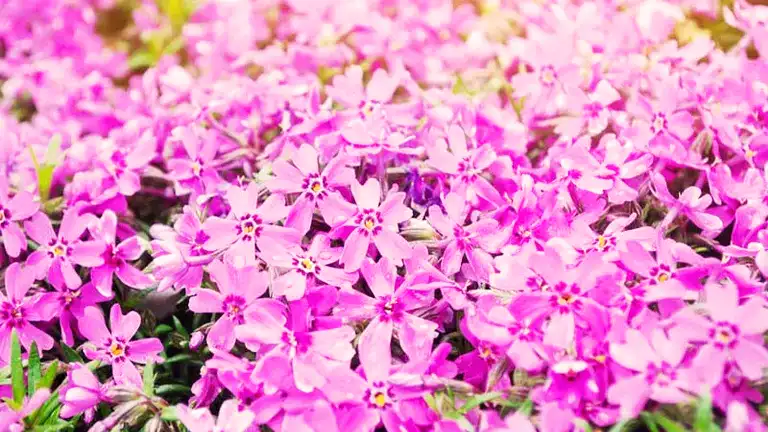 Moss-Pink Phlox