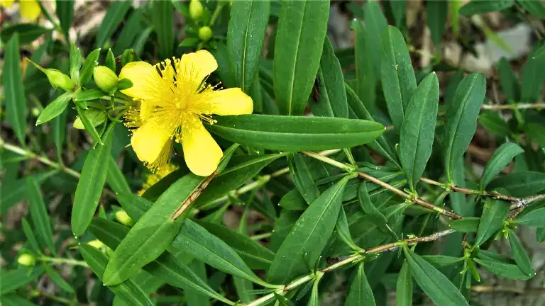 Shrubby St. John’s-wort