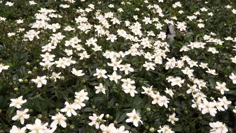 Three-toothed Cinquefoil