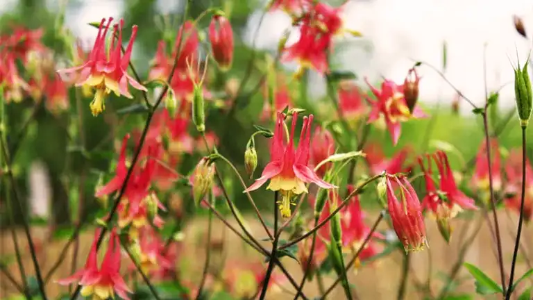 Wild Columbine