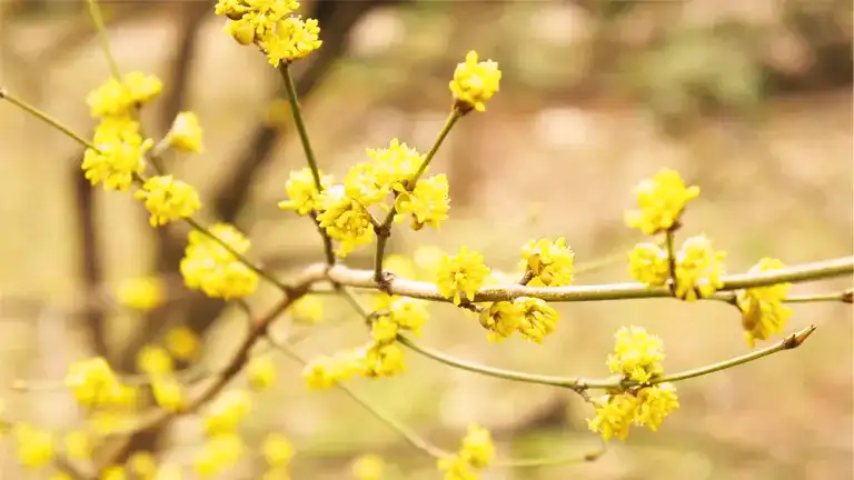 Spicebush