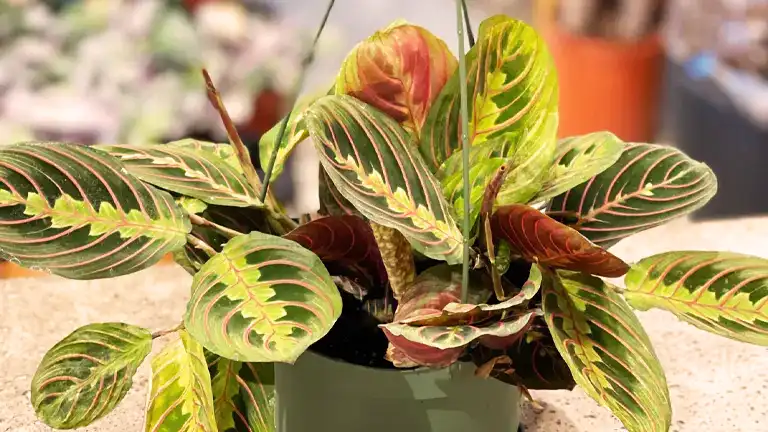 Prayer Plant