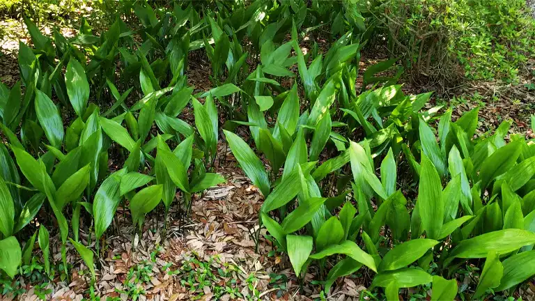 Cast Iron Plant