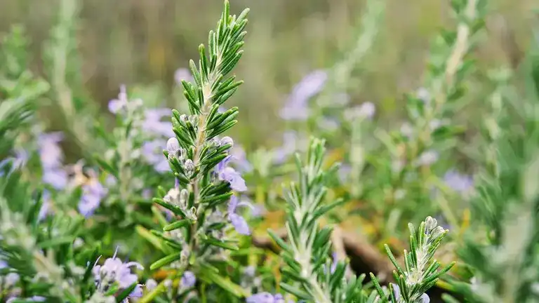 Rosemary Plant