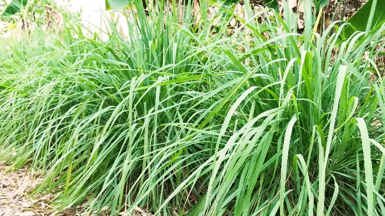 Lemongrass Plant