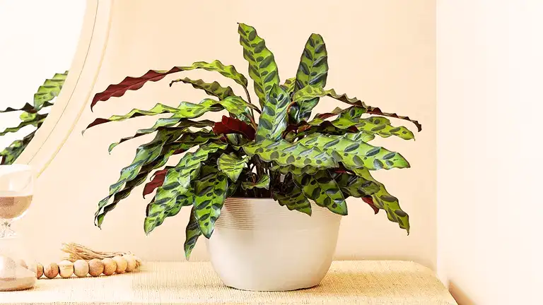 Rattlesnake Plant