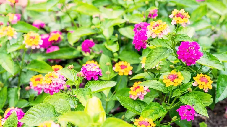 Lantana Plant