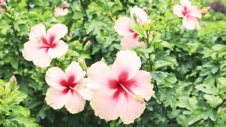 Hibiscus Plant