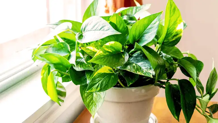 Pothos Plant