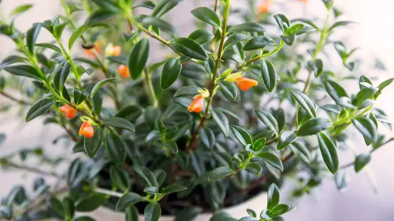 Goldfish Plant