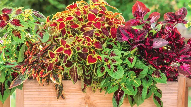 Coleus Plant