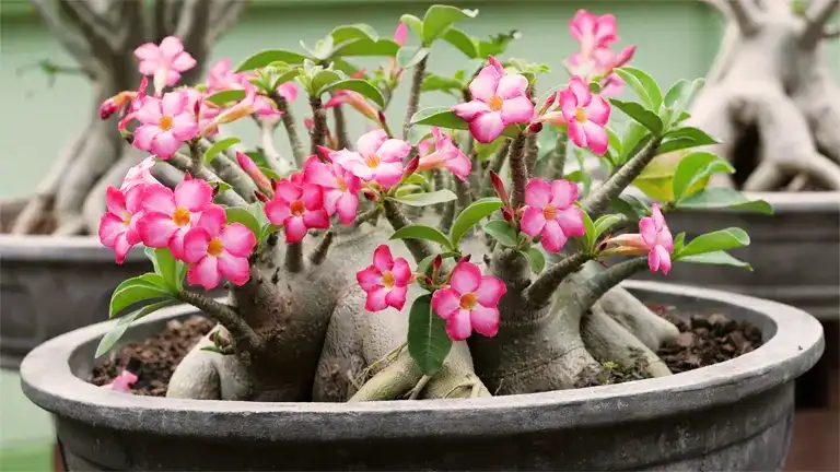 Desert Rose Plant