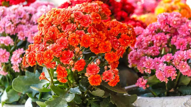 Kalanchoe Plant