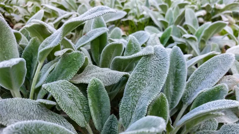 Lamb Ear Plant