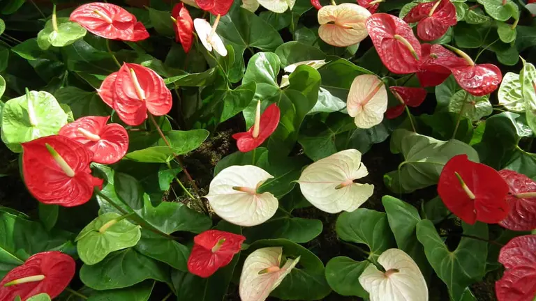 Anthurium Plant