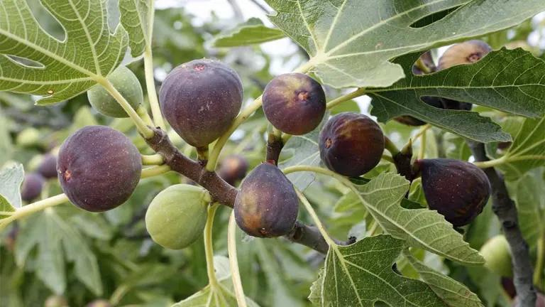 Fig Plant