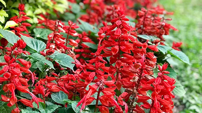 Salvia Plant