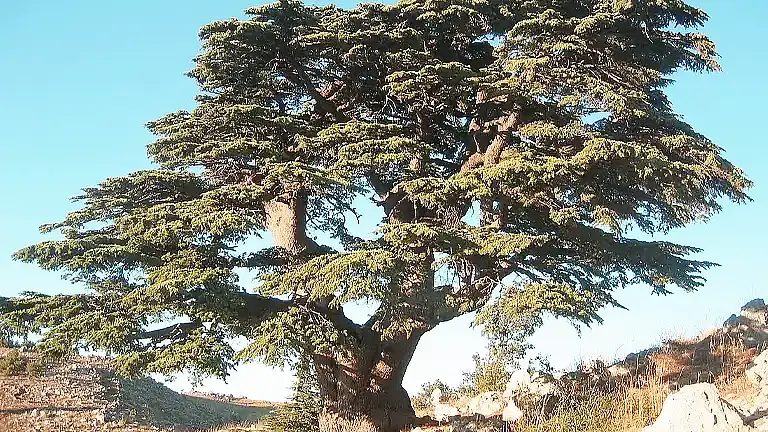 Cedar Tree