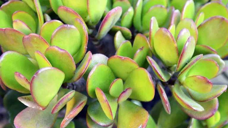 Jade Plant