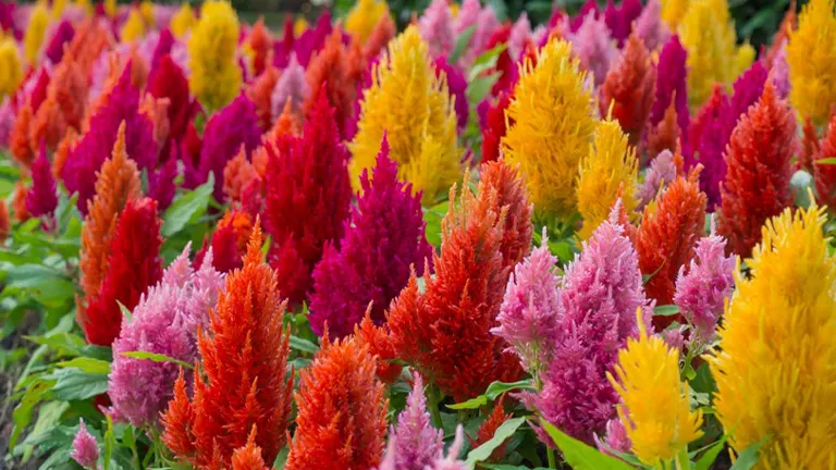 Celosia Plant