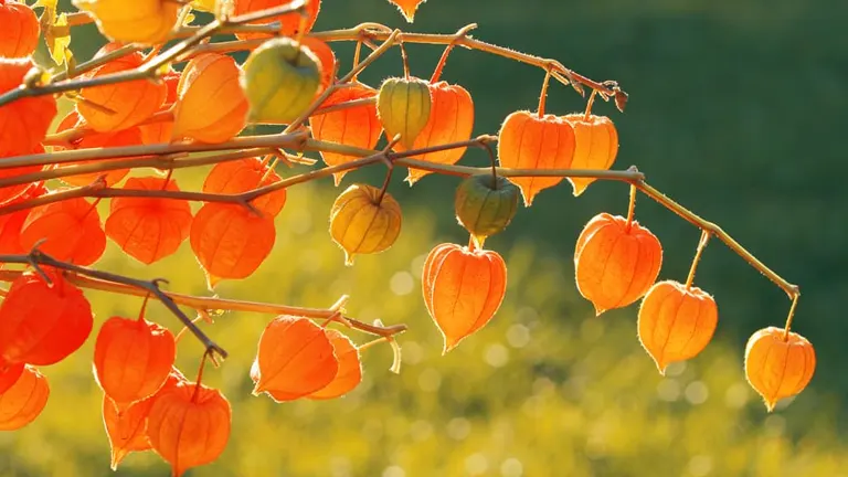 Chinese Lantern Plant