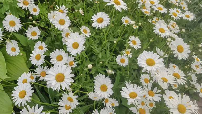 Chamomile Plant